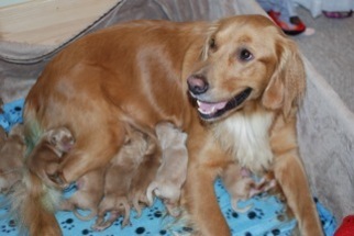 Golden Retriever Puppy for sale in LANCASTER, KY, USA