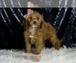 Small #4 Cavapoo