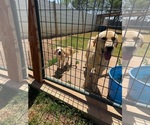 Small #1 Labrador Retriever Mix