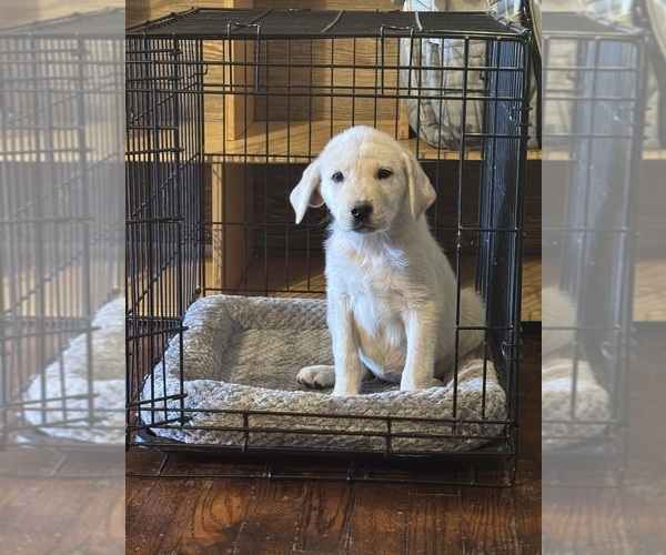 Medium Photo #2 Labrador Retriever Puppy For Sale in SPRINGFIELD, MO, USA