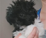 Small Photo #1 Shih Tzu Puppy For Sale in THE WOODLANDS, TX, USA
