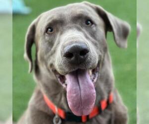 Labmaraner Dogs for adoption in San Diego, CA, USA