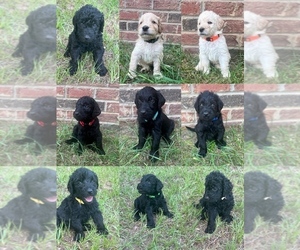 Labradoodle Puppy for Sale in WILLISTON, South Carolina USA