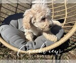Small #7 Poochon
