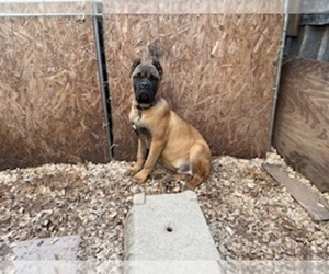 Cane Corso Puppy for sale in FAIRBURN, GA, USA