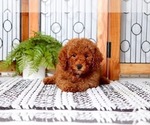 Small Photo #4 Goldendoodle Puppy For Sale in NAPLES, FL, USA