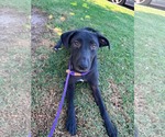 Small #1 Labrador Retriever Mix