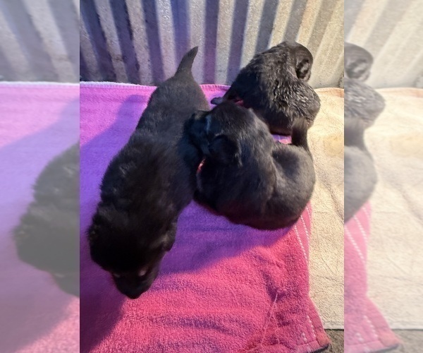 Medium Photo #15 German Shepherd Dog Puppy For Sale in BRIGHTON, CO, USA