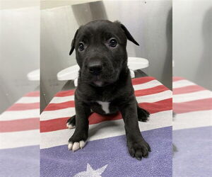 Mutt Dogs for adoption in Fairbanks, AK, USA