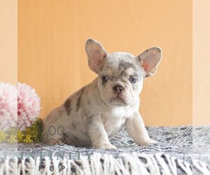 French Bulldog Puppy for sale in EAST EARL, PA, USA