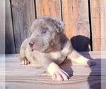 Puppy 9 American Bully