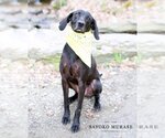 Small Photo #24 Plott Hound-Weimaraner Mix Puppy For Sale in Rockaway, NJ, USA