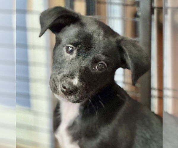 Medium Photo #4  Puppy For Sale in , 