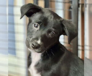Chihuahua-Unknown Mix Dogs for adoption in Jefferson, NJ, USA