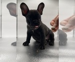 Small Photo #16 French Bulldog Puppy For Sale in CLEARWATER, FL, USA