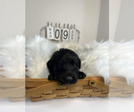 Small Photo #11 Labradoodle Puppy For Sale in HARRISONVILLE, MO, USA