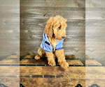 Small Photo #4 Goldendoodle Puppy For Sale in OCALA, FL, USA