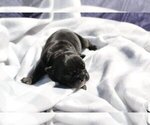 Small Photo #2 English Bulldog Puppy For Sale in KENILWORTH, IL, USA