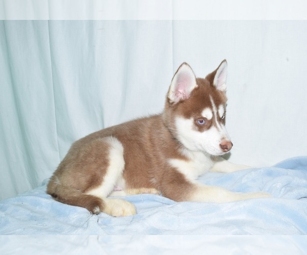 Medium Photo #3 Siberian Husky Puppy For Sale in PATERSON, NJ, USA