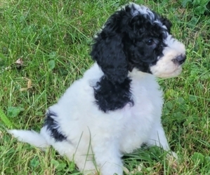 Medium Poodle (Standard)