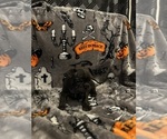 Small Photo #10 French Bulldog Puppy For Sale in OCALA, FL, USA