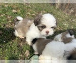 Small #7 Shih Tzu