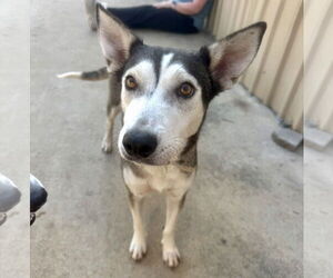 Hattie - Female Siberian Husky-Unknown Mix Dog for Adoption - Photo #4