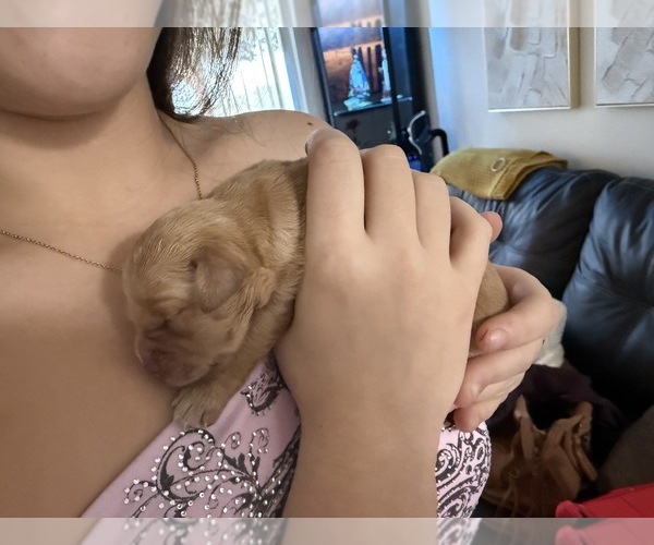 Medium Photo #7 Golden Retriever-Red Heeler Mix Puppy For Sale in DEERFIELD BEACH, FL, USA