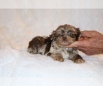 Small #1 ShihPoo