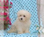 Small #1 Maltese