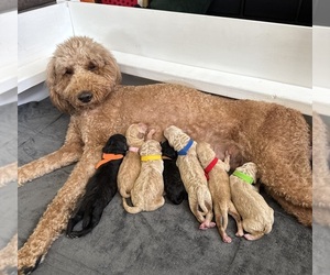 Goldendoodle Litter for sale in DISCOVERY BAY, CA, USA