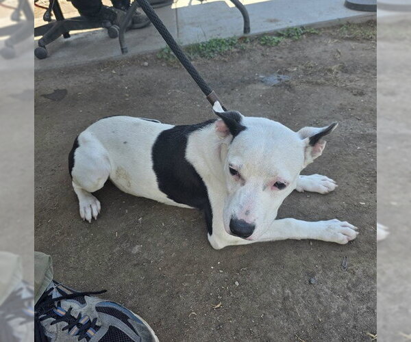 Medium Photo #1 Mutt Puppy For Sale in Long Beach, CA, USA