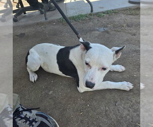 Mutt Dogs for adoption in Long Beach, CA, USA