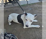 *ZELDA - Female Mutt Dog for Adoption - Small photo