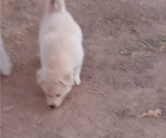 Puppy 6 Siberian Husky-Timber Wolf Mix