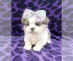 Small #1 Shih Tzu