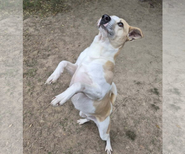 Medium Photo #4 Feist Terrier-Unknown Mix Puppy For Sale in Anniston, AL, USA
