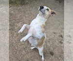 Small Photo #4 Feist Terrier-Unknown Mix Puppy For Sale in Anniston, AL, USA