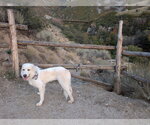 Small Photo #4 Great Pyrenees-Unknown Mix Puppy For Sale in Salt Lake City, UT, USA