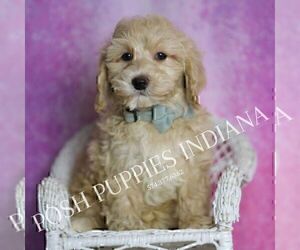 Medium Maltipoo (Miniature)