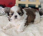 Small Photo #47 Shih Tzu Puppy For Sale in GOSHEN, IN, USA