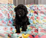 Small Photo #3 Bernedoodle Puppy For Sale in ROANOKE, IL, USA