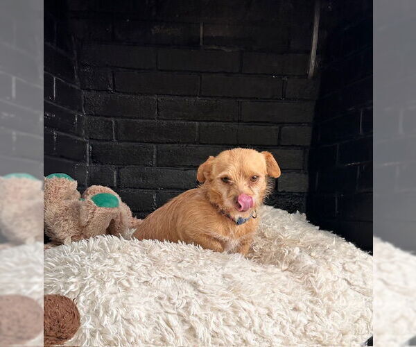 Medium Photo #4 Chihuahua-Unknown Mix Puppy For Sale in Roaring River, NC, USA