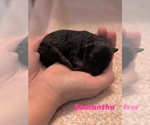 Small Photo #121 Miniature Bernedoodle Puppy For Sale in AUBURNDALE, FL, USA