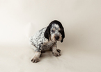 Small #5 Bluetick Coonhound