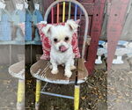 Small #2 Maltese Mix