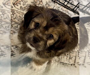 Pin-Tzu Dogs for adoption in Mundelein, IL, USA