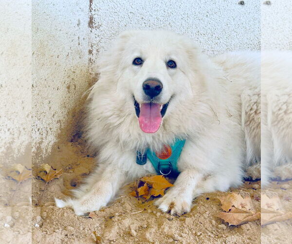 Medium Photo #17 Great Pyrenees Puppy For Sale in Spring, TX, USA