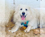 Small #16 Great Pyrenees