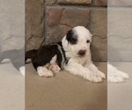 Small #1 Portuguese Water Dog